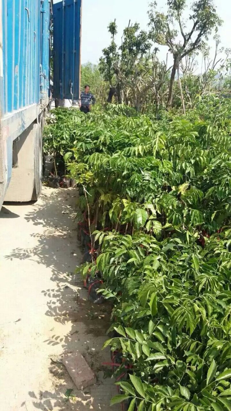 黄皮果树苗，自家苗(大小杯苗都有货)量大价格从优