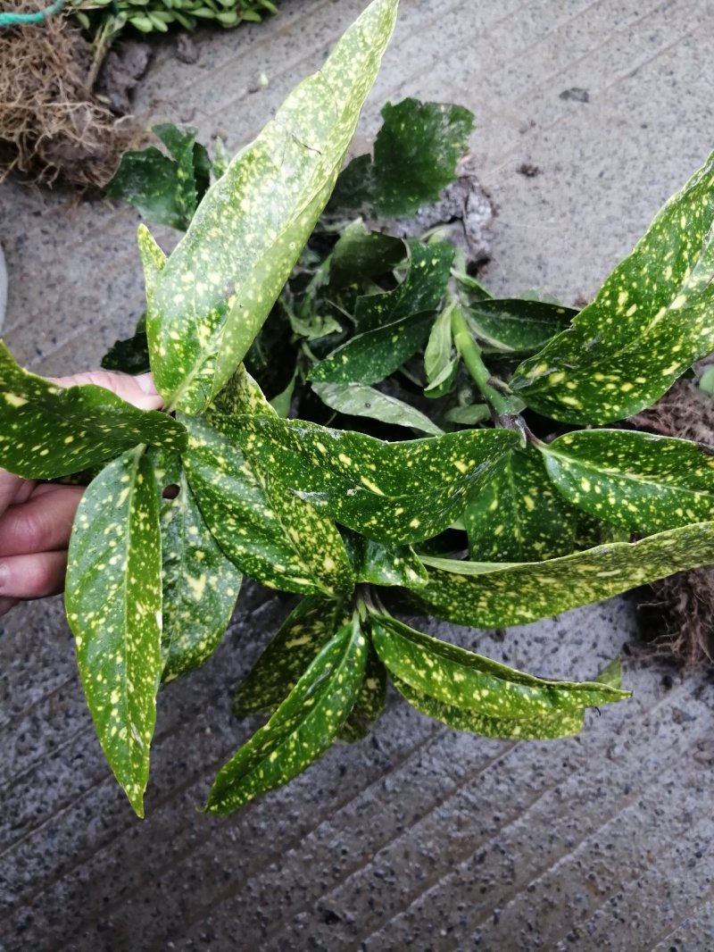 花叶珊瑚水生植物观赏草基地直销