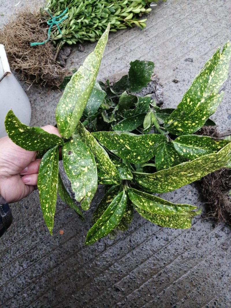 花叶珊瑚水生植物观赏草基地直销