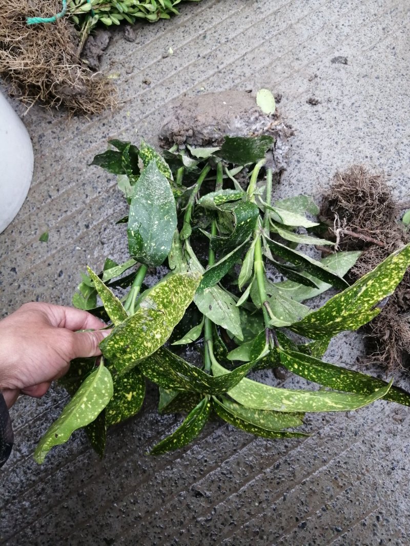 花叶珊瑚水生植物观赏草基地直销