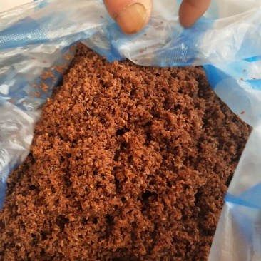 刺嫩芽苗刺嫩芽处理好的开口种子乌龙头种苗