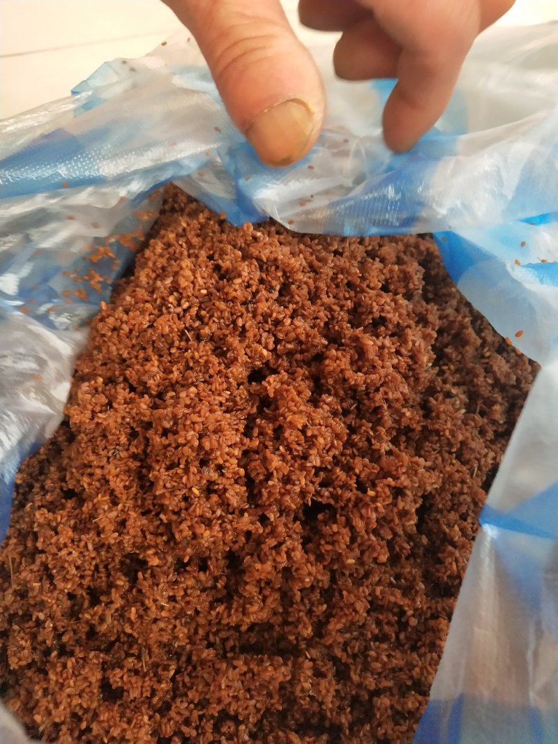 刺嫩芽苗刺嫩芽处理好的开口种子乌龙头种苗