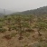 造型油松