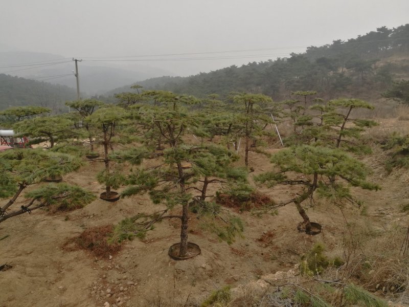 造型油松