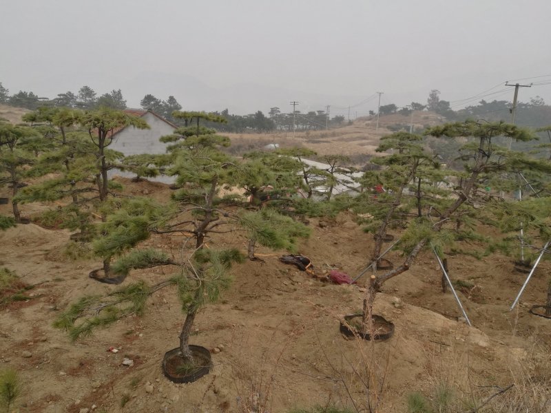 造型油松