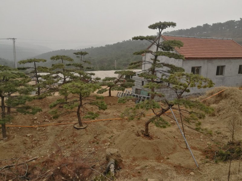 造型油松