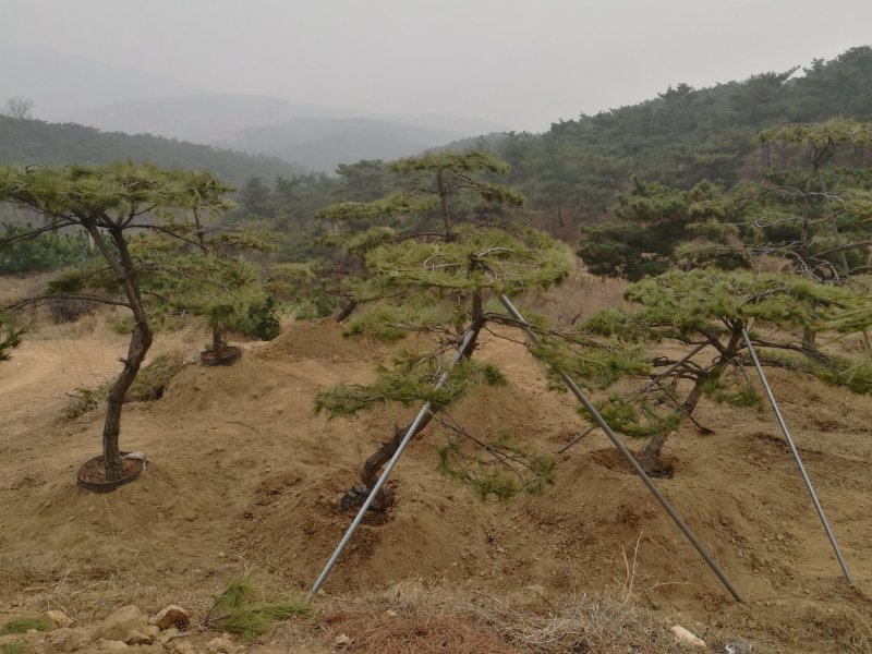 造型油松