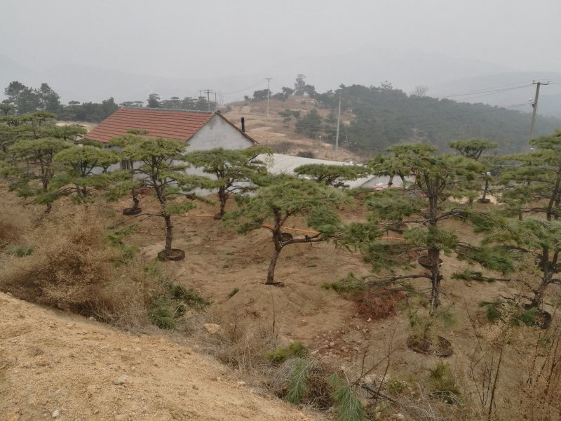 造型油松