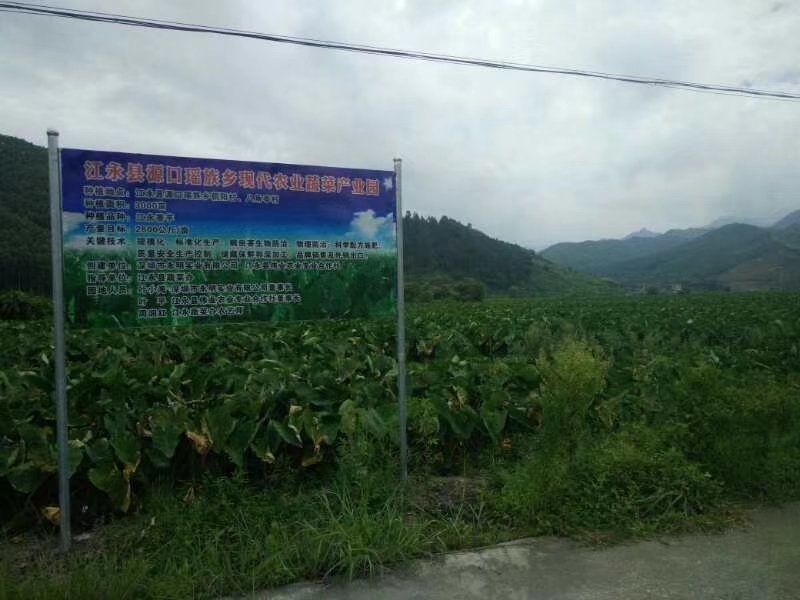 芋苗干芋梗干条