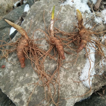 七叶一枝花（重楼）