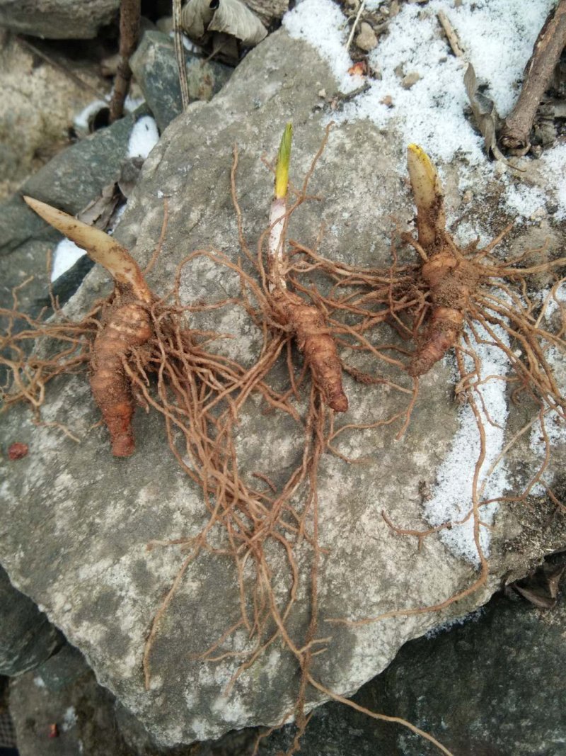 七叶一枝花（重楼）