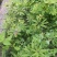 七叶一枝花（重楼）