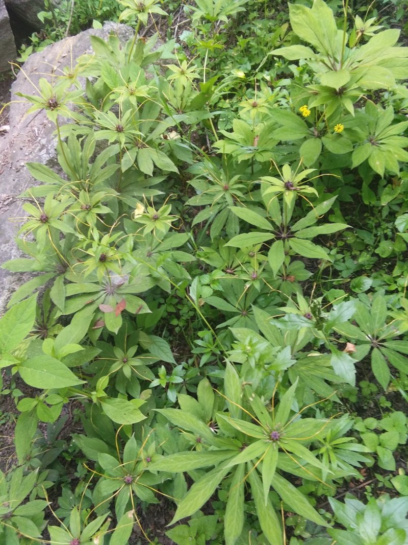 七叶一枝花（重楼）