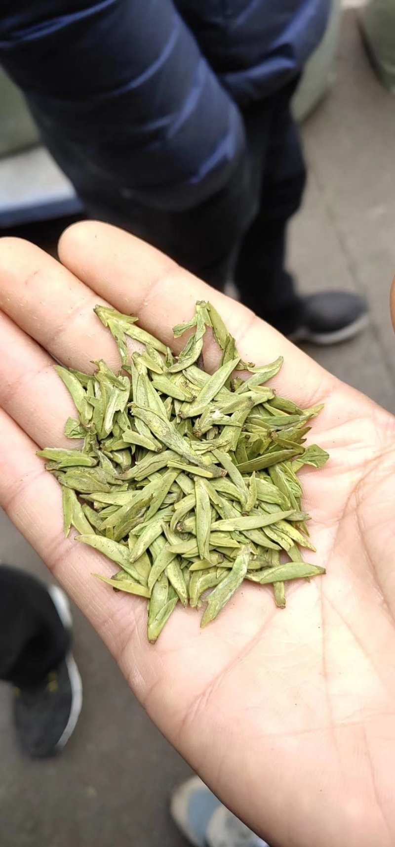 龙井茶西湖龙井产地批发包邮一斤500g明前茶雨前茶