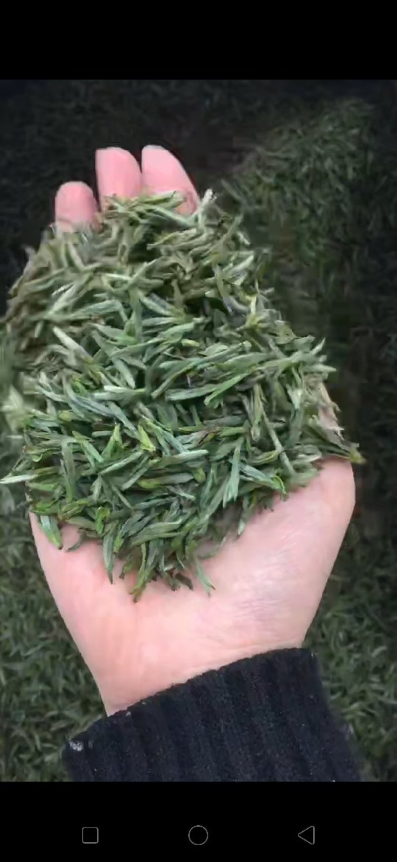 黄山毛峰茶