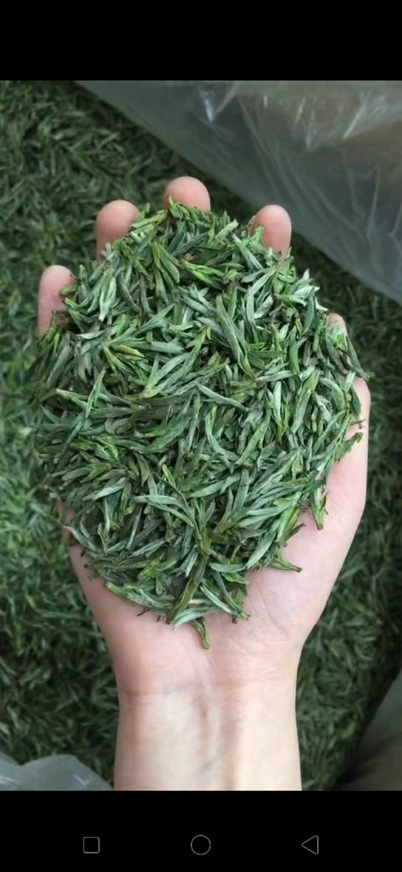黄山毛峰茶