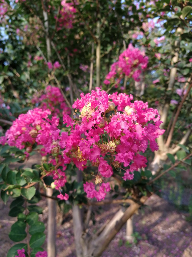 绿化苗木