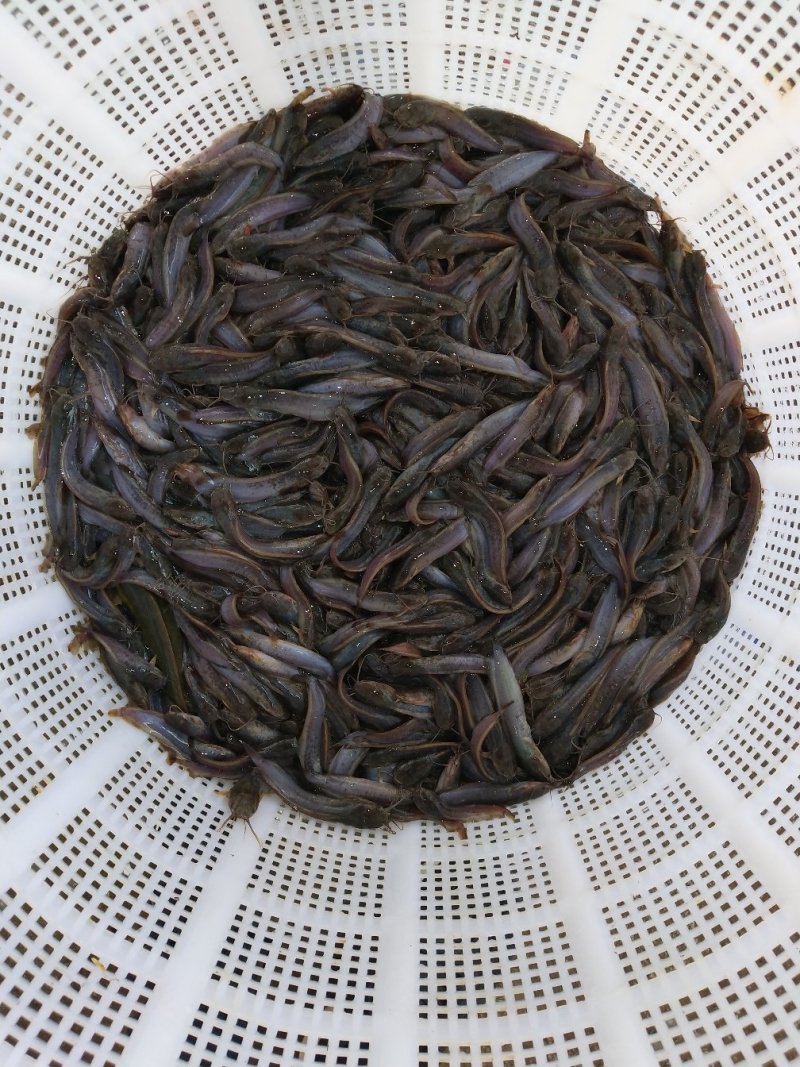 本地三黄土塘虱苗产量高土塘角鱼苗胡子鲶滑哥