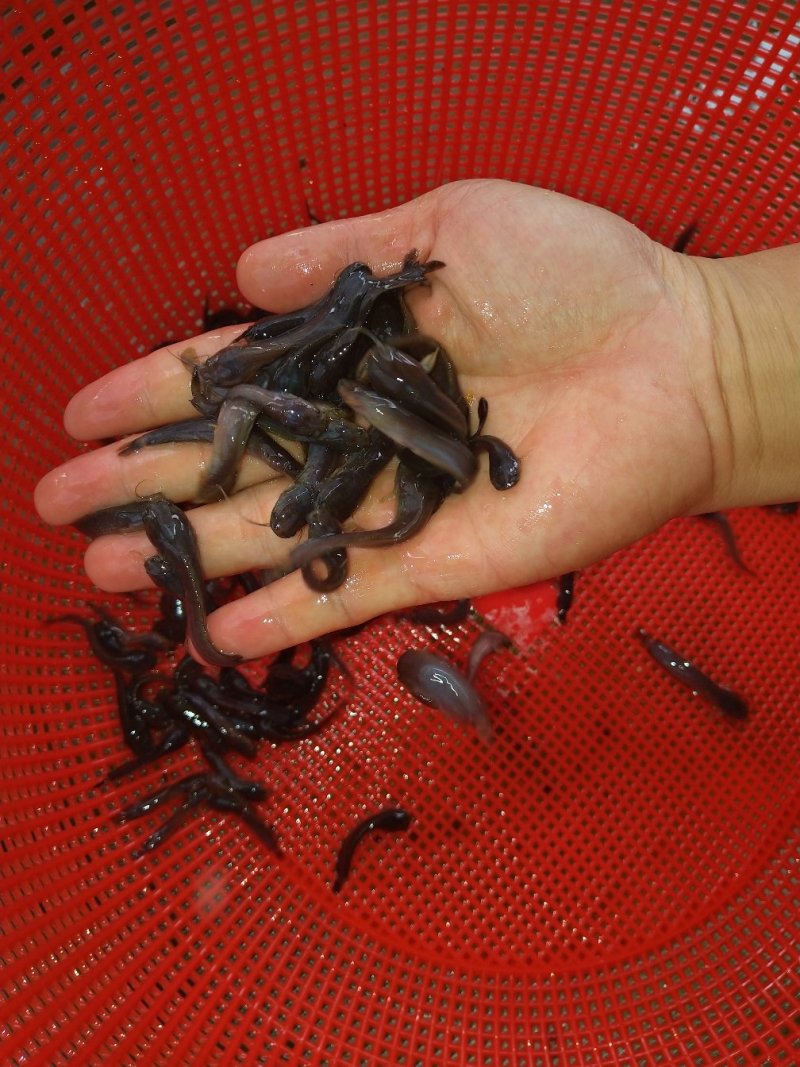 本地三黄土塘虱苗产量高土塘角鱼苗胡子鲶滑哥