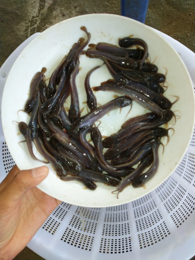本地三黄土塘虱苗产量高土塘角鱼苗胡子鲶滑哥