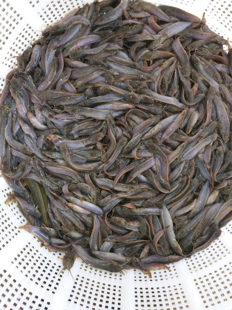 本地三黄土塘虱苗产量高土塘角鱼苗胡子鲶滑哥