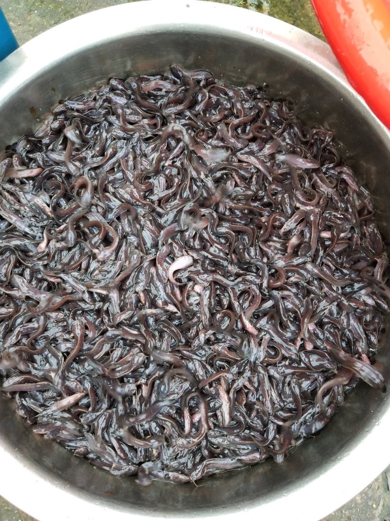 本地三黄土塘虱苗产量高土塘角鱼苗胡子鲶滑哥
