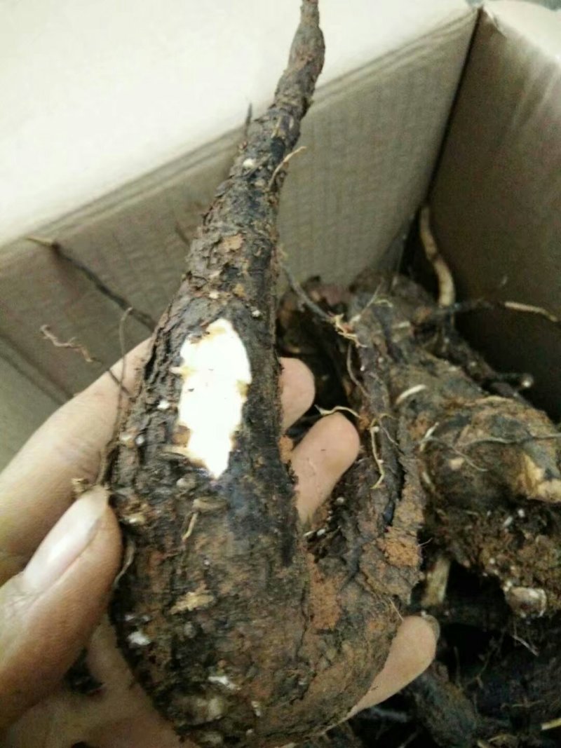 地老鼠/入地老鼠/紫茉莉根/地老鼠干货/产地直发