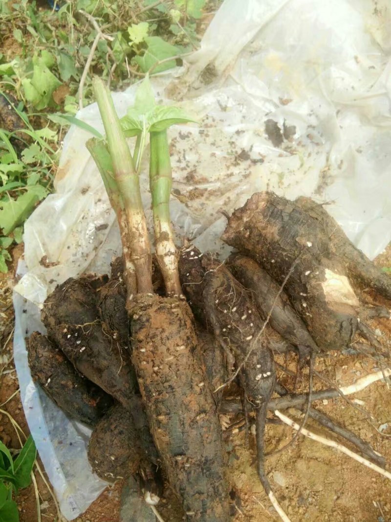 地老鼠/入地老鼠/紫茉莉根/地老鼠干货/产地直发