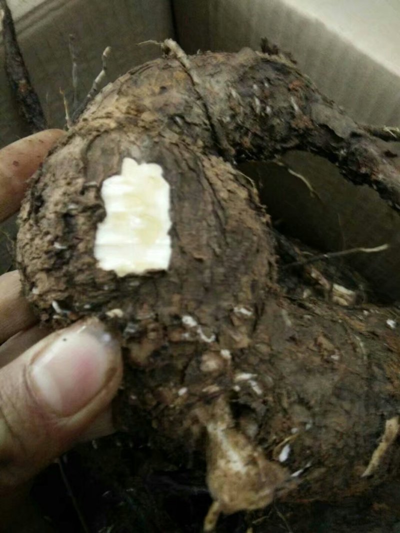 地老鼠/入地老鼠/紫茉莉根/地老鼠干货/产地直发