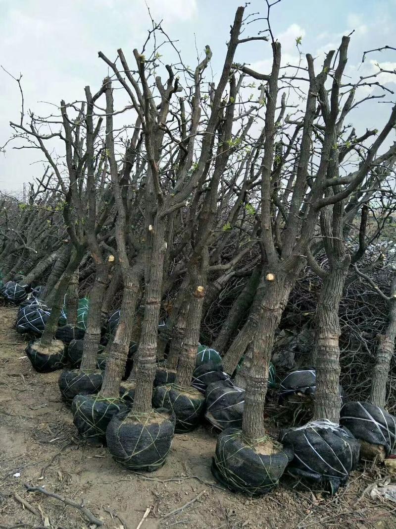 枣树苗0.5到50公分古枣树品种齐全，量大从优，来电优惠
