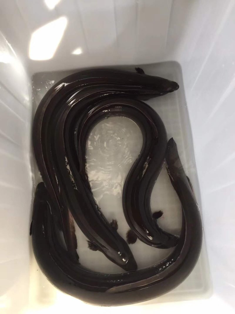 白鳝苗花鳗鱼苗美洲鳗鱼苗成活率高免费技术指导