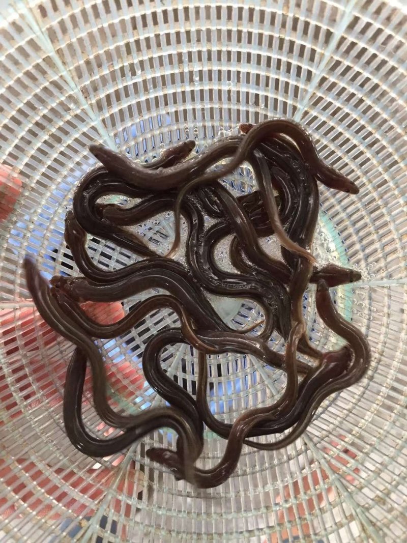 白鳝苗花鳗鱼苗美洲鳗鱼苗成活率高免费技术指导