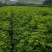 桓仁正阳刺五加苗圃自产自销刺五加苗，根大苗粗。