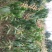 出售，1～3公分的：芒果苗