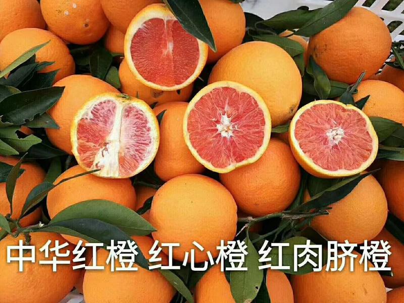 血橙/中华红橙地头批发/秭归红心橙/红橙产地一手货源