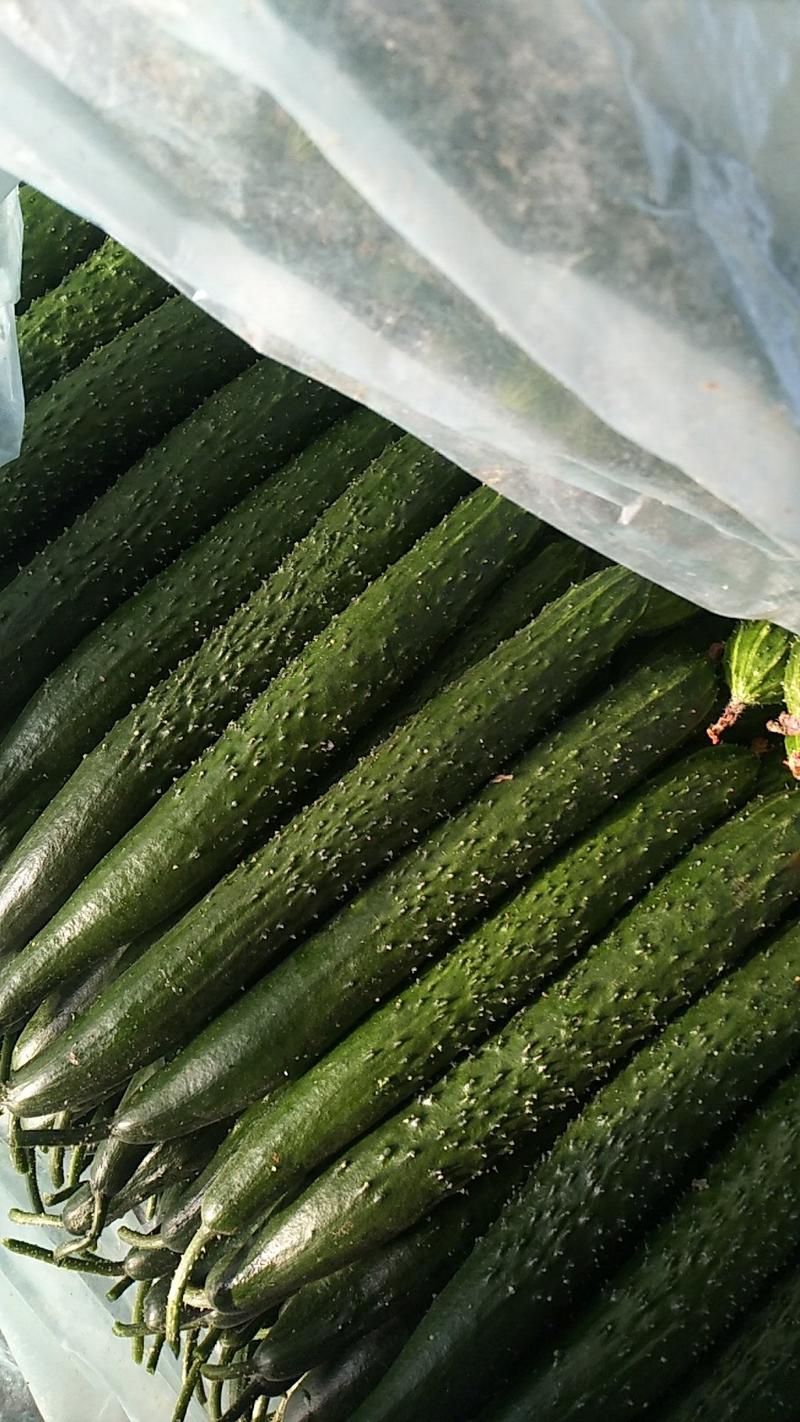 （热卖）密刺黄瓜，产地实拍。视频看货，量大从优，全国发货