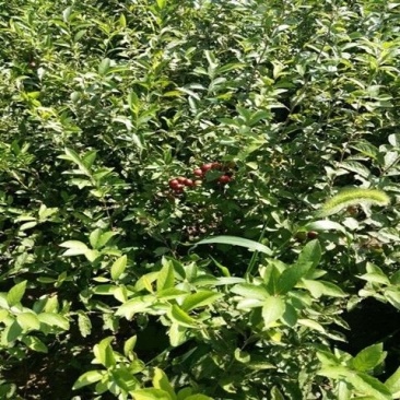 钙果苗带花笣发货当年结果值得一试