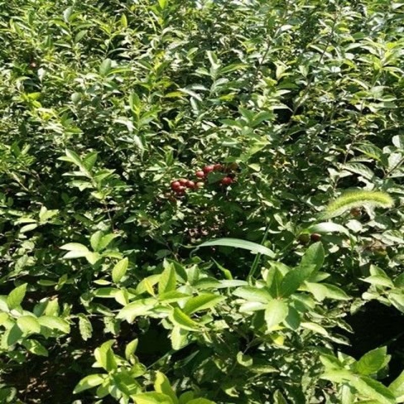 钙果苗带花笣发货当年结果值得一试