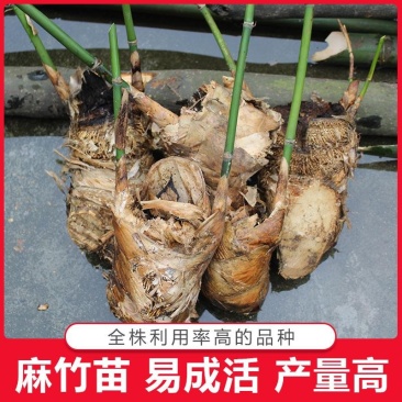 麻竹苗英德麻竹笋之乡优质台湾竹笋苗种殖户专用现挖甜竹苗
