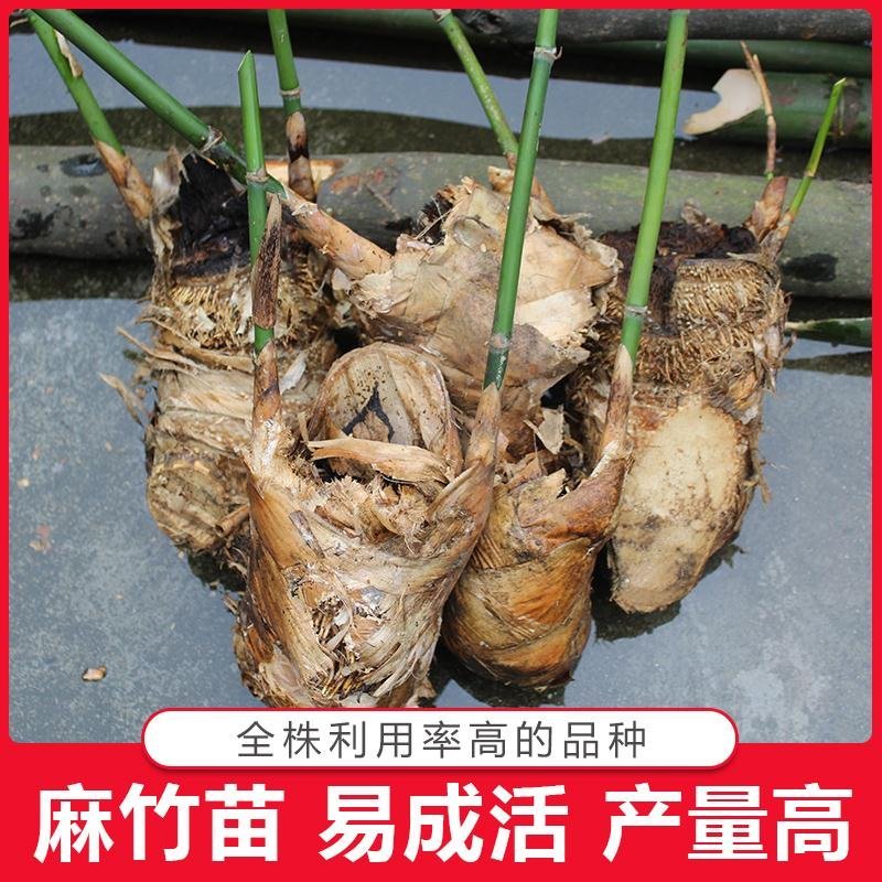 麻竹苗英德麻竹笋之乡优质台湾竹笋苗种殖户专用现挖甜竹苗