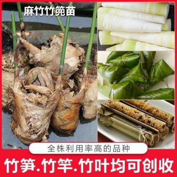 麻竹苗台湾麻竹苗西牛麻竹笋苗甜竹苗竹子苗麻竹笋头