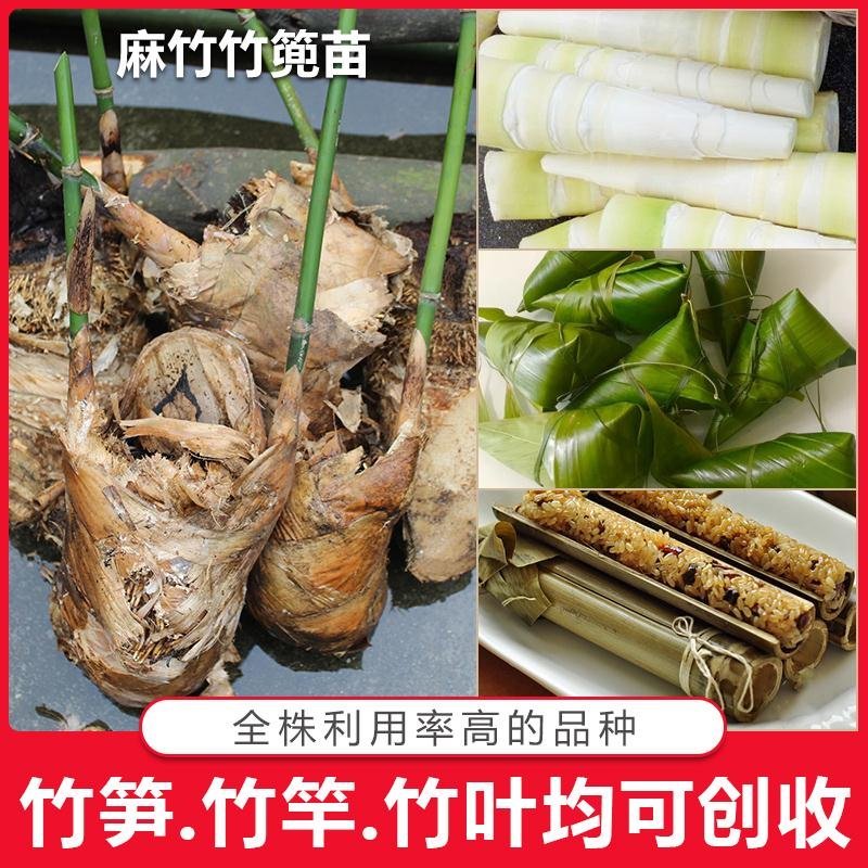 麻竹苗台湾麻竹苗西牛麻竹笋苗甜竹苗竹子苗麻竹笋头