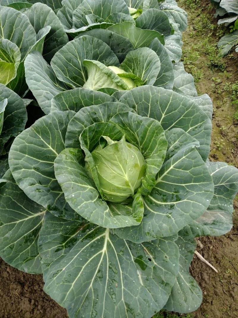 包菜