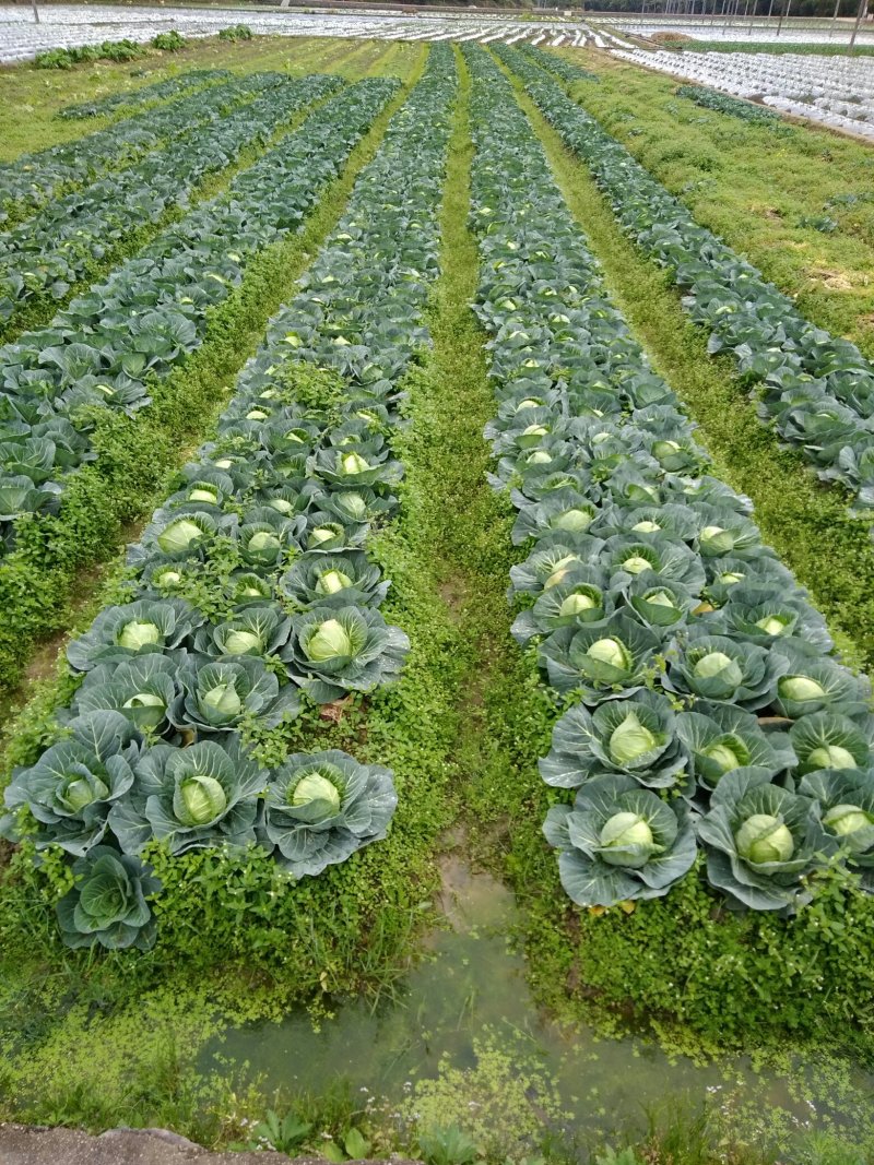 包菜