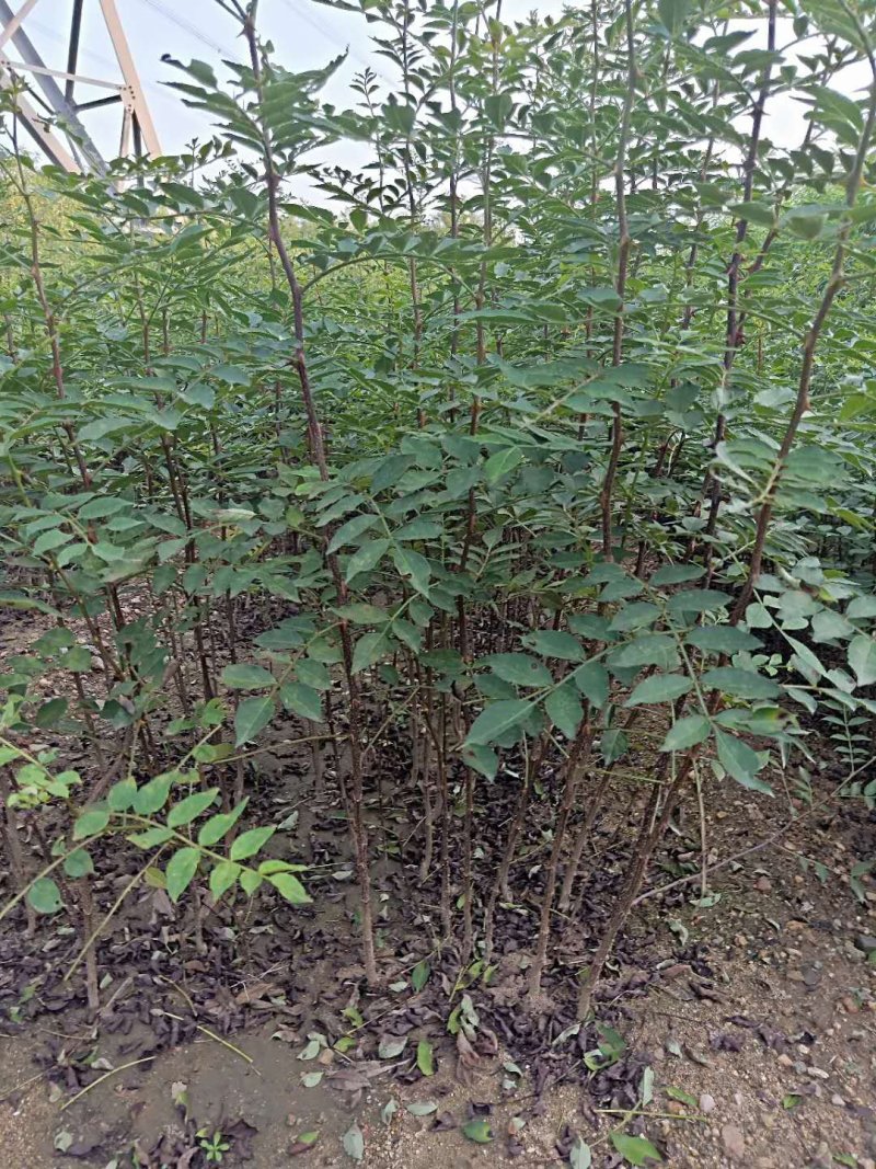 大红袍花椒苗