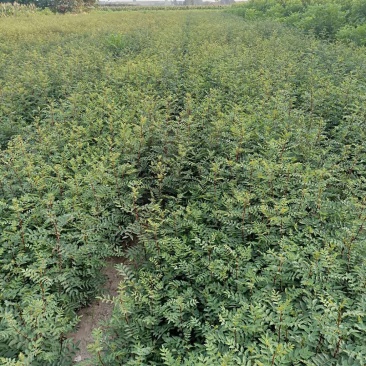 大红袍花椒苗