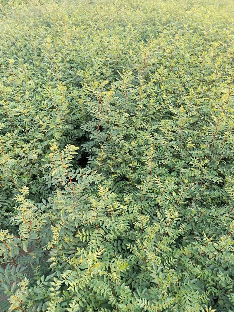 大红袍花椒苗