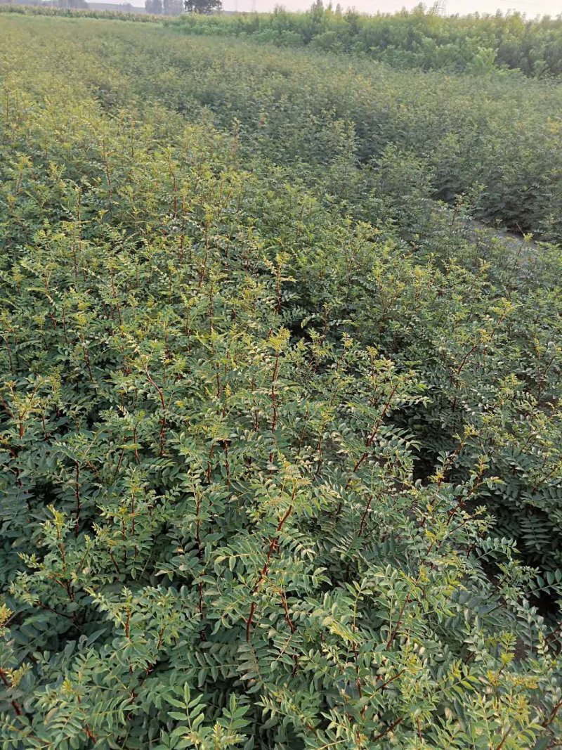 大红袍花椒苗