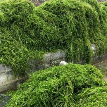 小龙虾苗水草伊乐藻