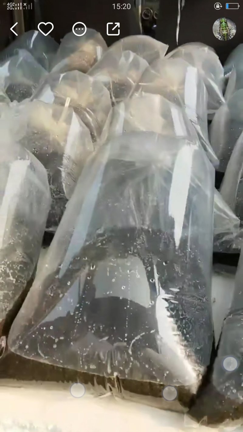 黑斑蛙蝌蚪蛙卵幼蛙苗批售